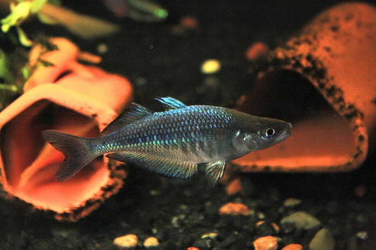 Chilatherina sp. "Kali Awalim" Rainbowfish