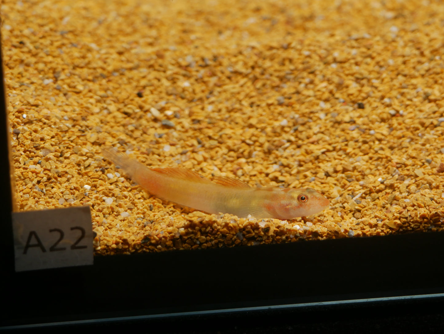 Lentipes Mindanaoensis