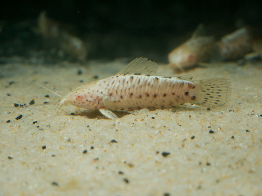 Albino Spotted Hoplo Catfish (Megalechis thoracata)
