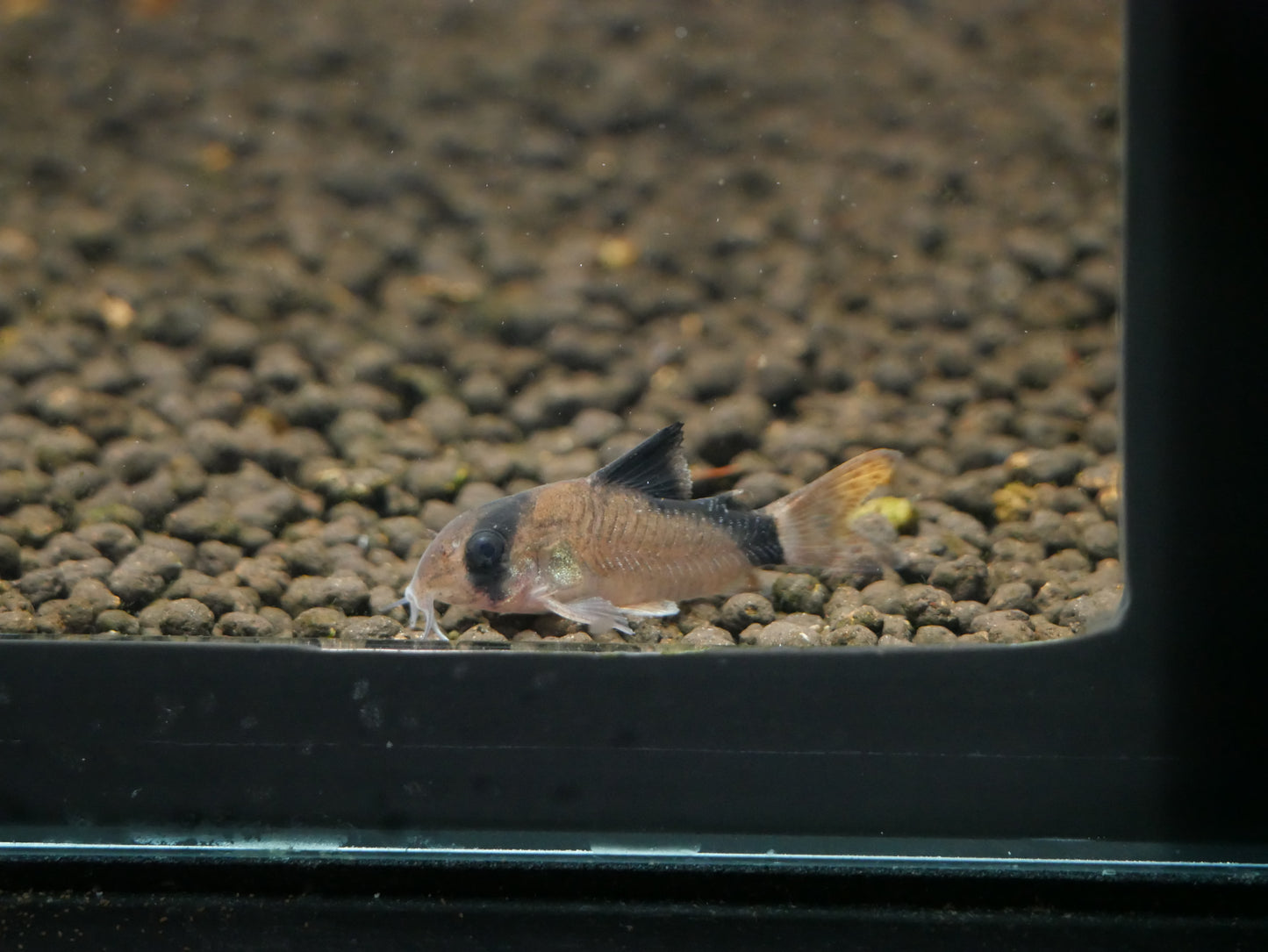 Bandit Corydoras