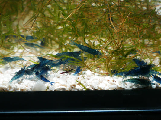 Blue Dream Neo Shrimp