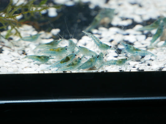 Blue Jelly Neo Shrimp