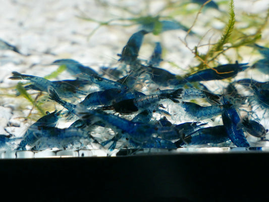 Blue Rili Neo Shrimp