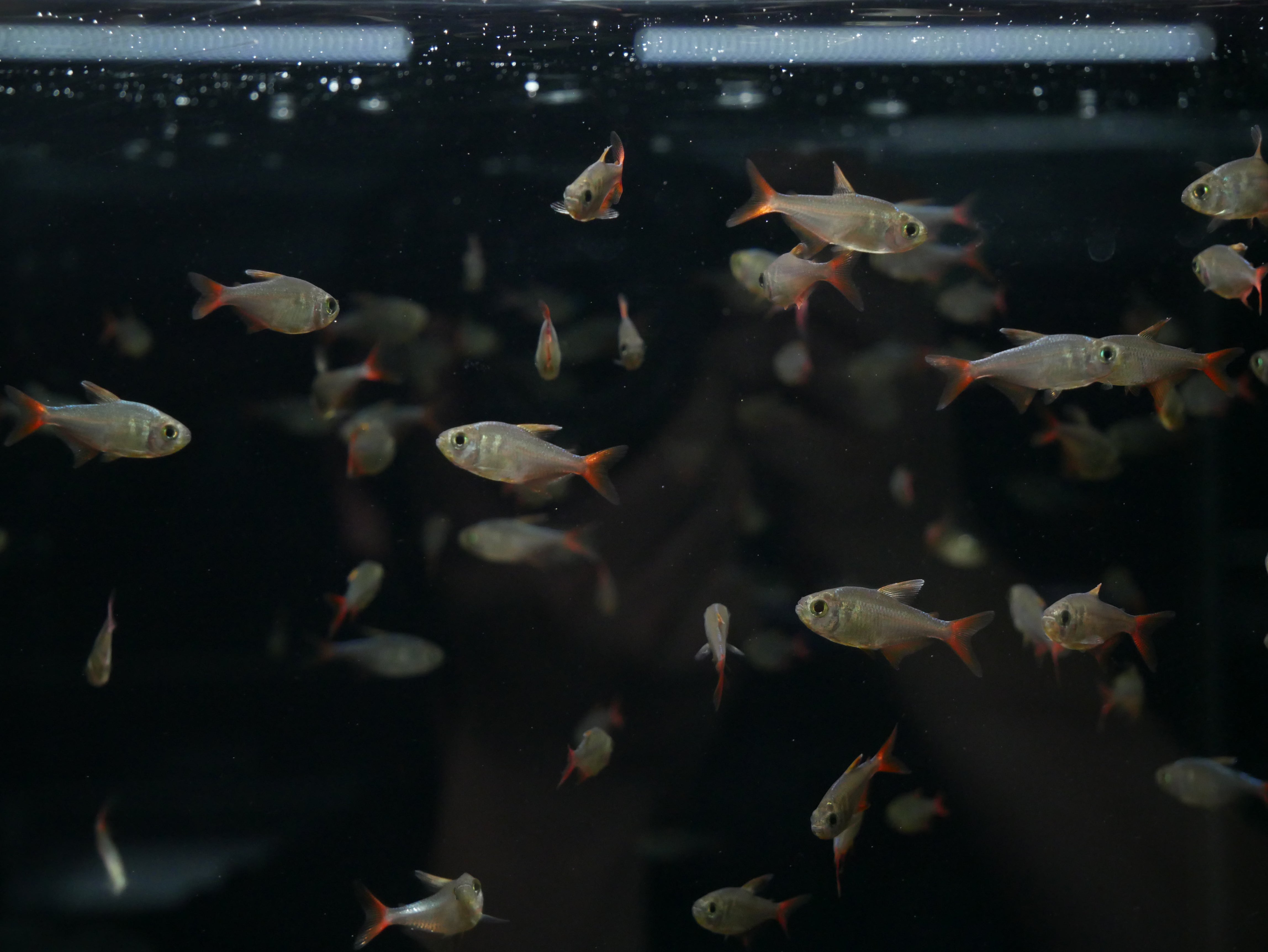 Blue Flame Tetra – MoonlightAquatics