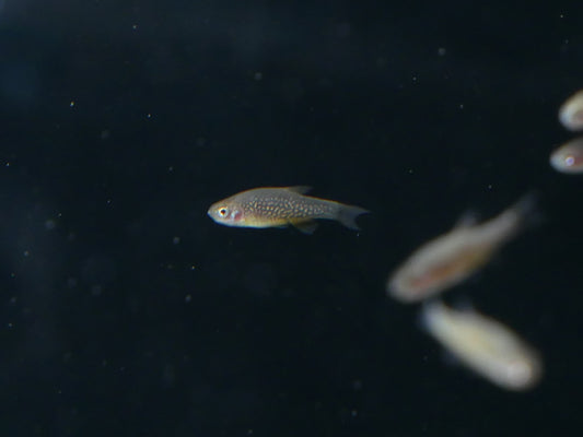 Galaxy Rasboras - MoonlightAquatics