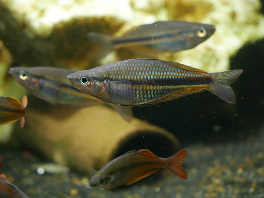 Melanotaenia dumasi "OMBA" Rainbowfish