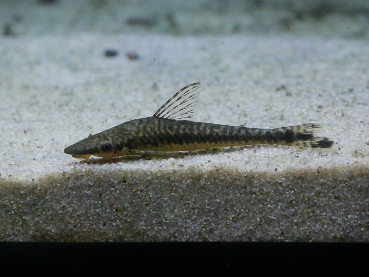 Giant Otocinclus (Hypoptopoma gulare) - MoonlightAquatics