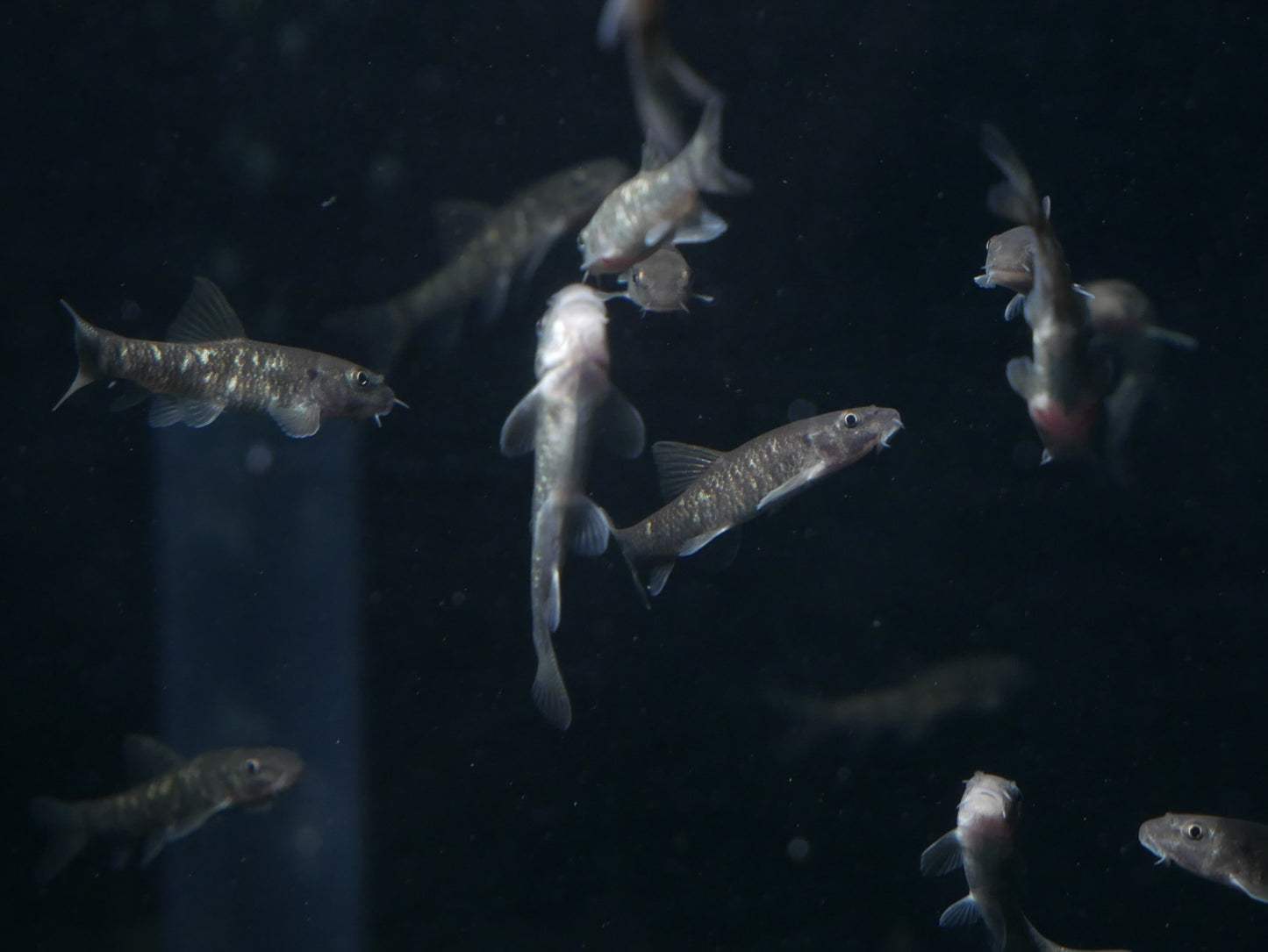 Garra Rufa (Doctor Fish)