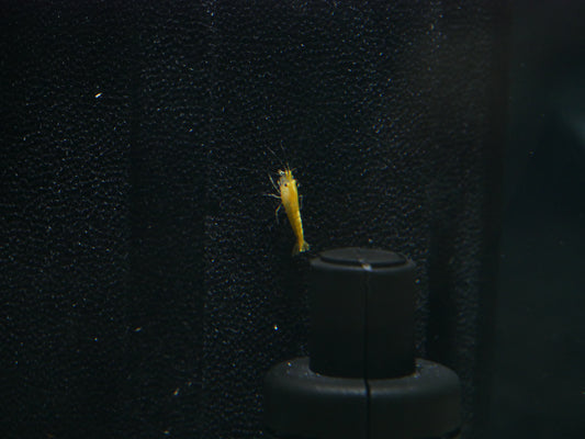 Yellow Goldenback Neo Shrimp