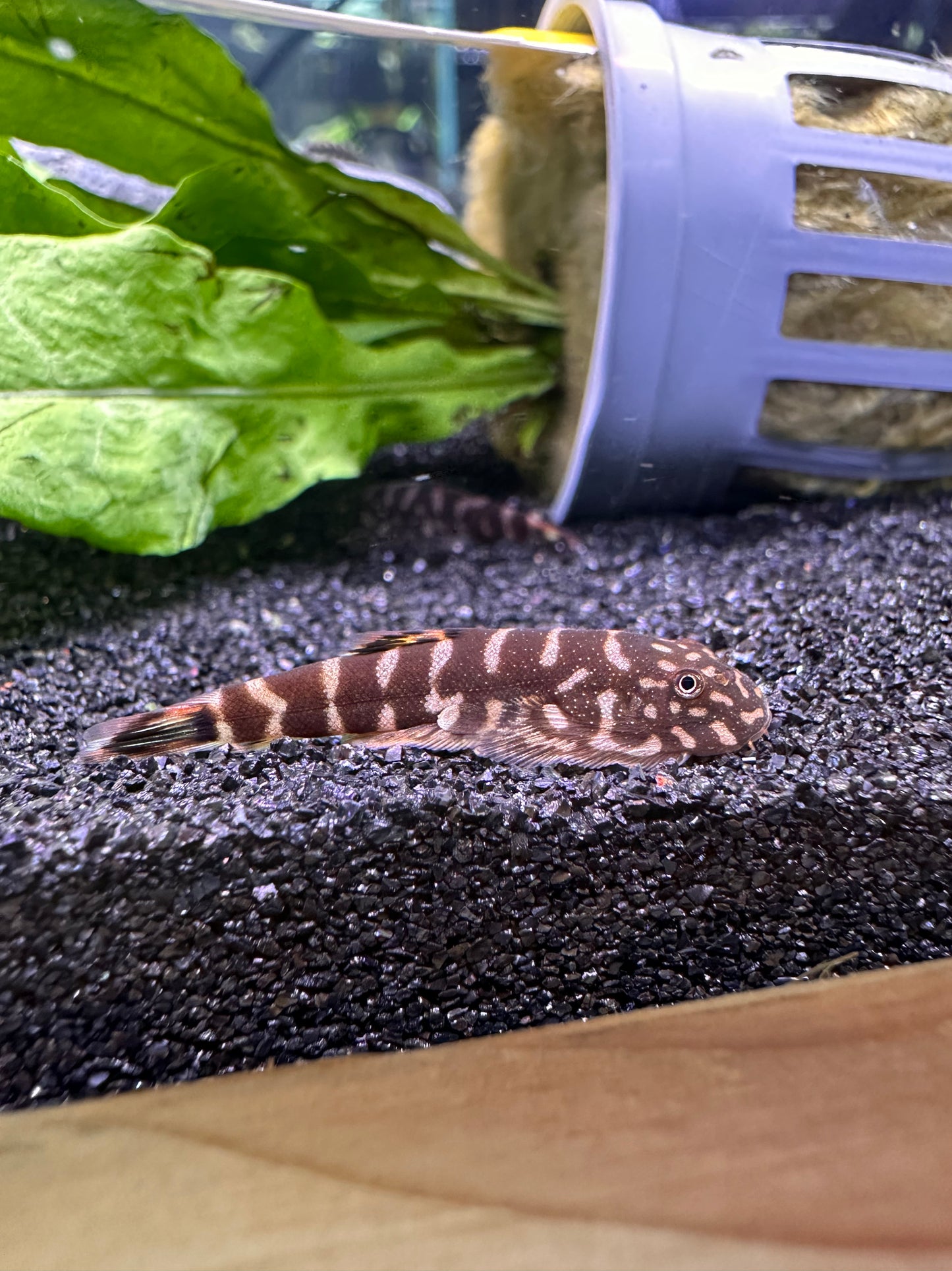 Blue Zebra Hillstream Loach "Gastromyzon Sp" - MoonlightAquatics