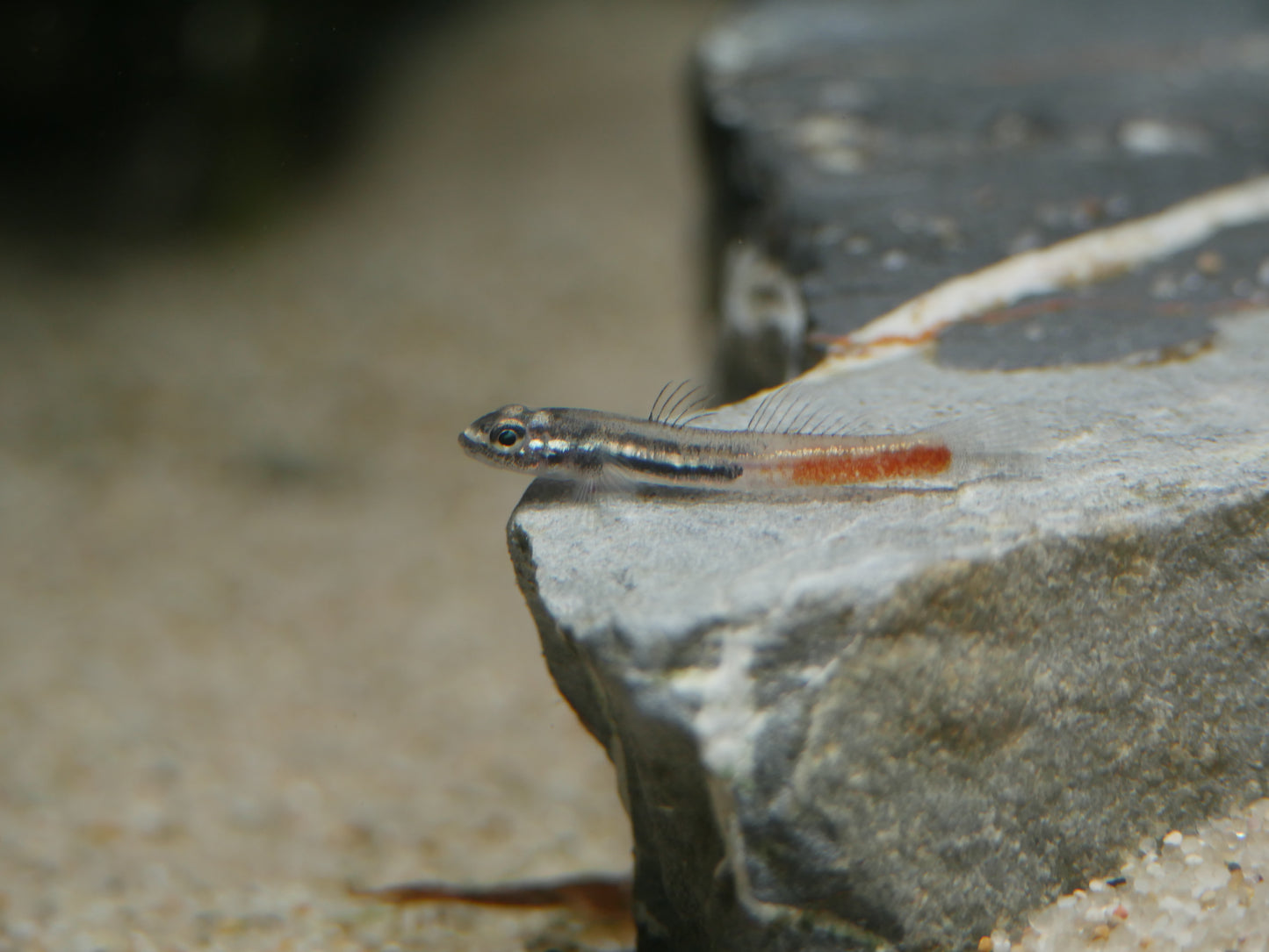 Sicyopus Discordipinnis Goby