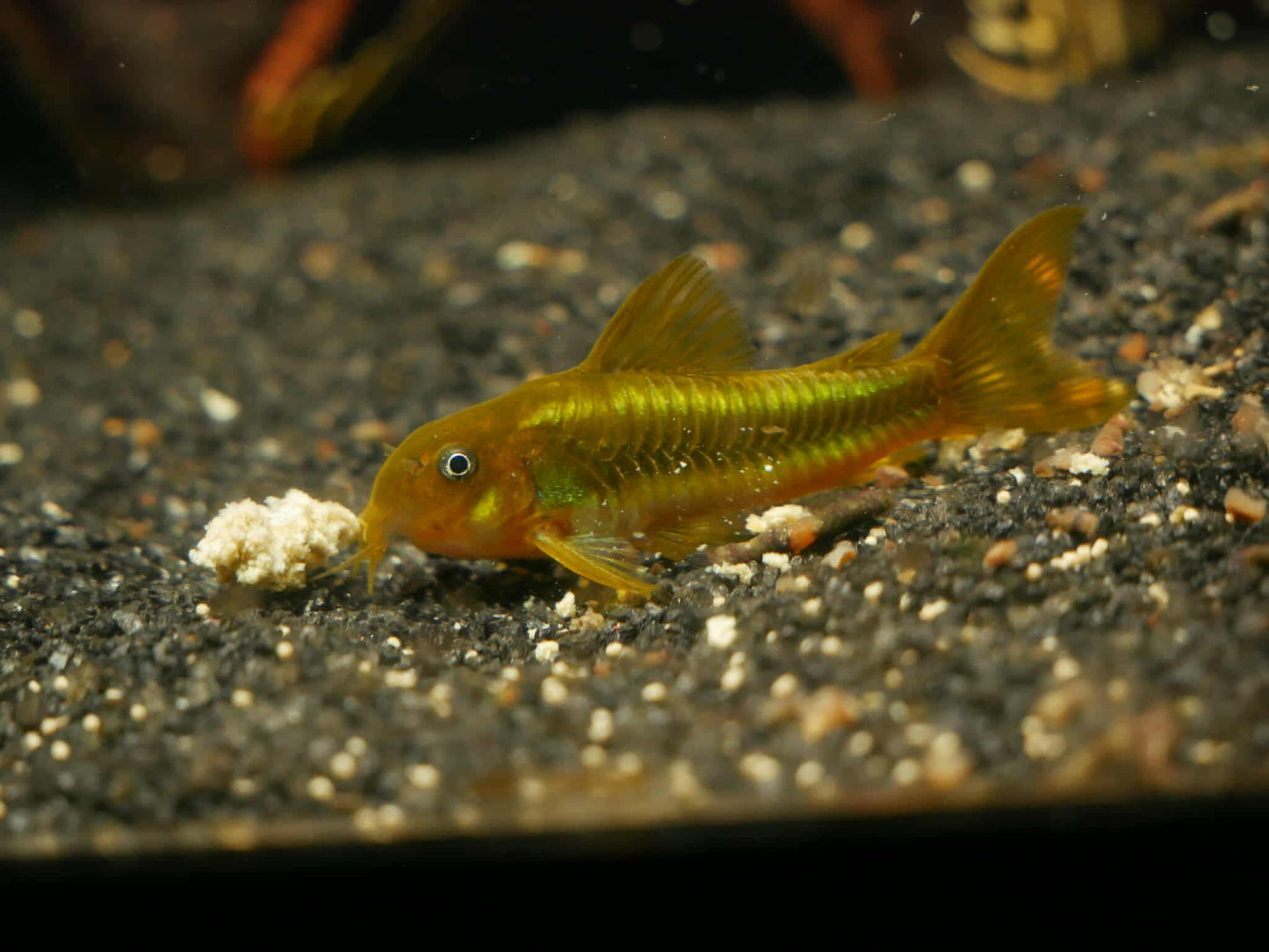 CW009 Green Laser Corydoras (Osteogaster sp. “green laser”)