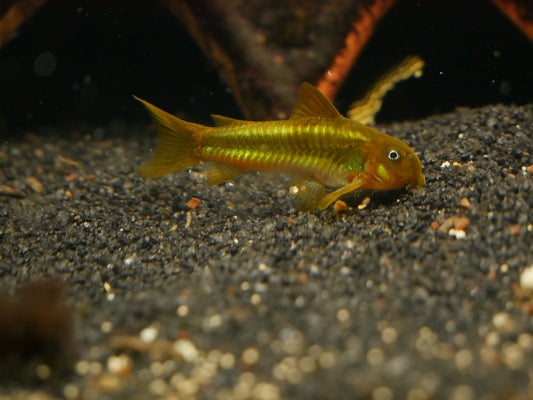 CW009 Green Laser Corydoras (Osteogaster sp. “green laser”) - MoonlightAquatics