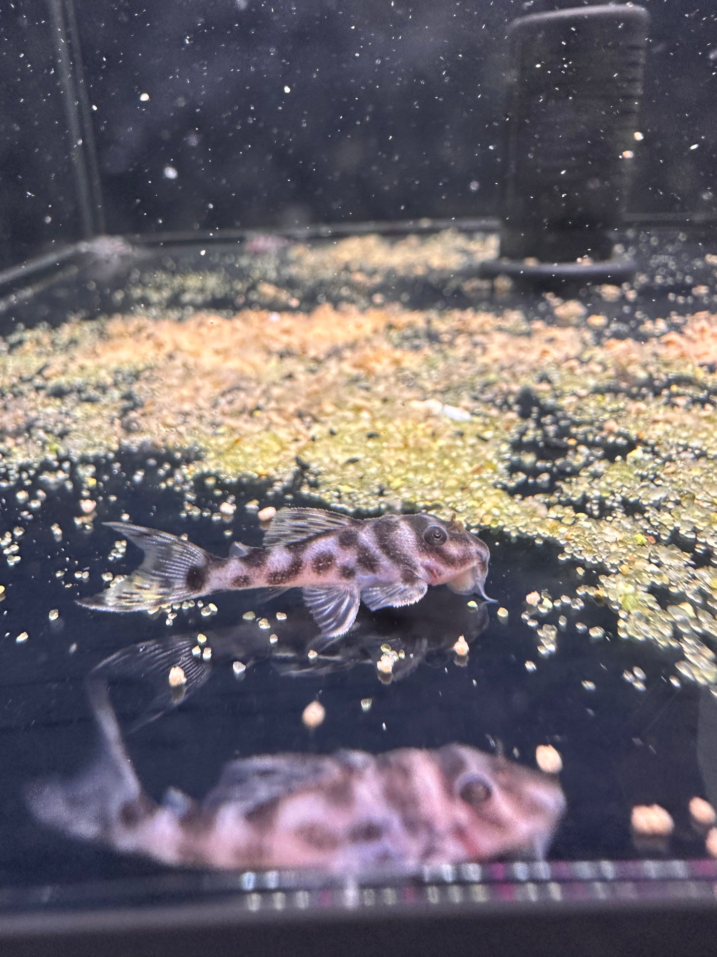 L174 Lepard Zebra Pleco - MoonlightAquatics