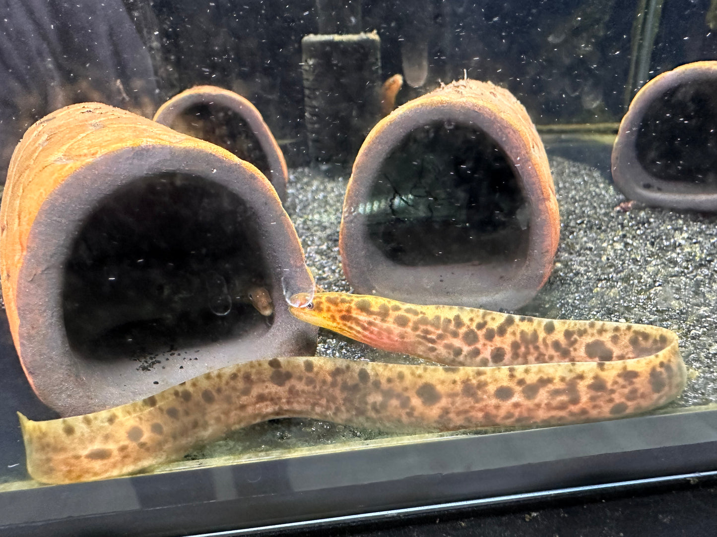 Fresh Water Tiger Moray - MoonlightAquatics