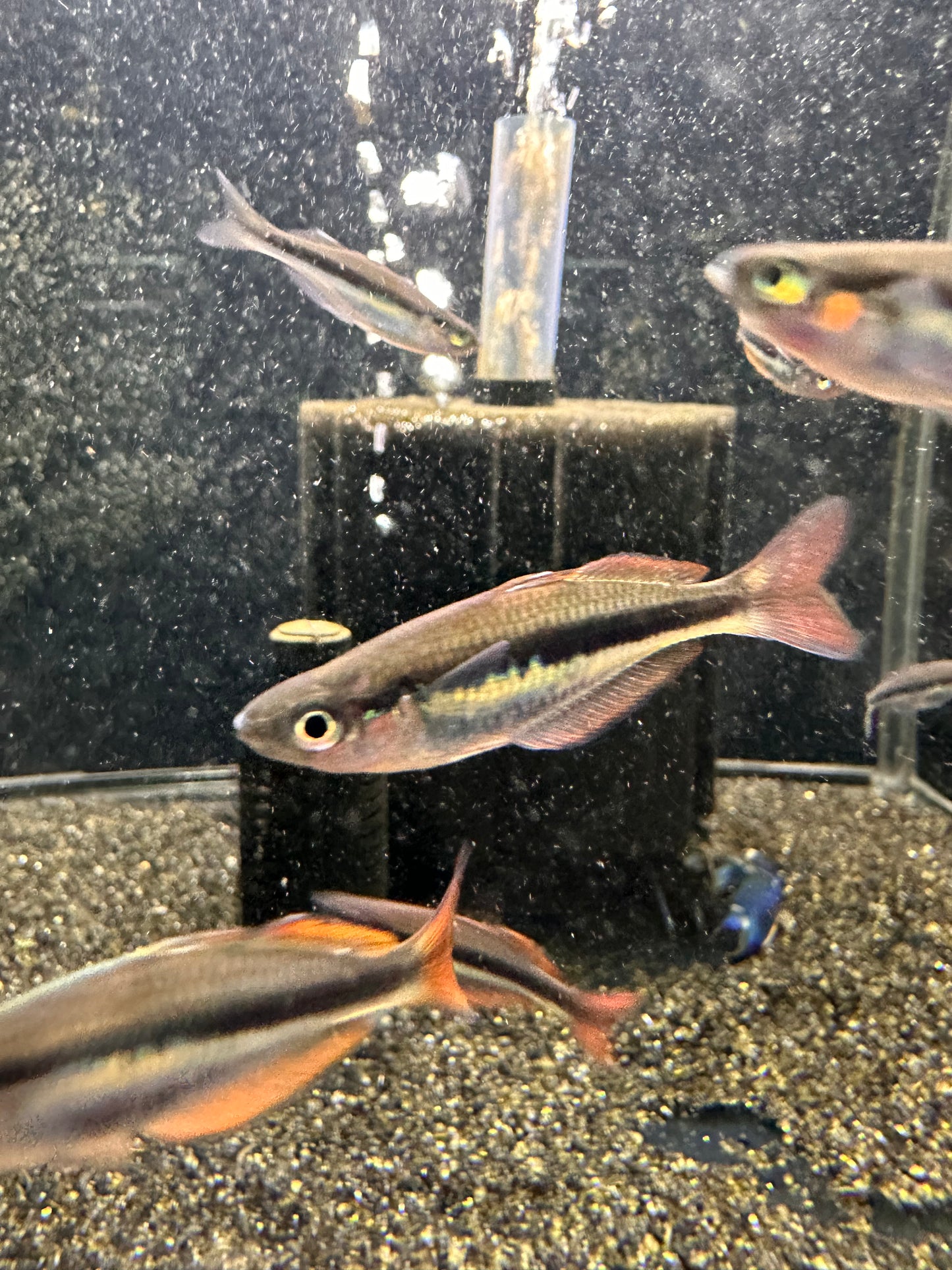 Chilatherina alleni “Wapoga” red form - MoonlightAquatics