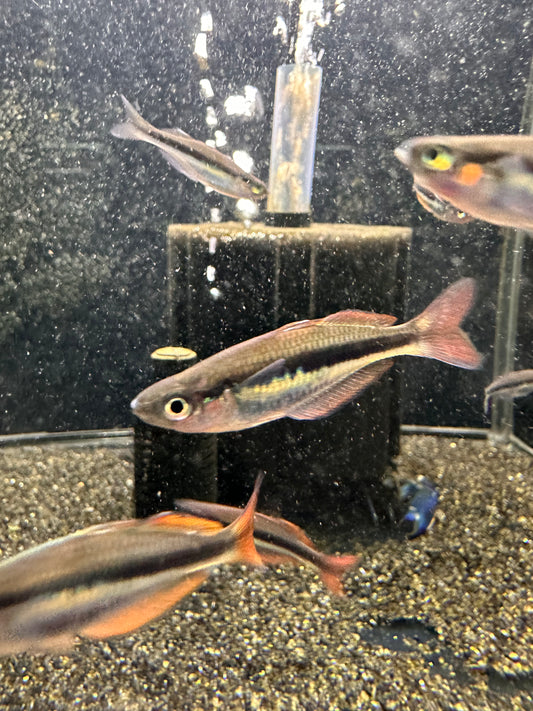 Chilatherina alleni “Wapoga” red form - MoonlightAquatics