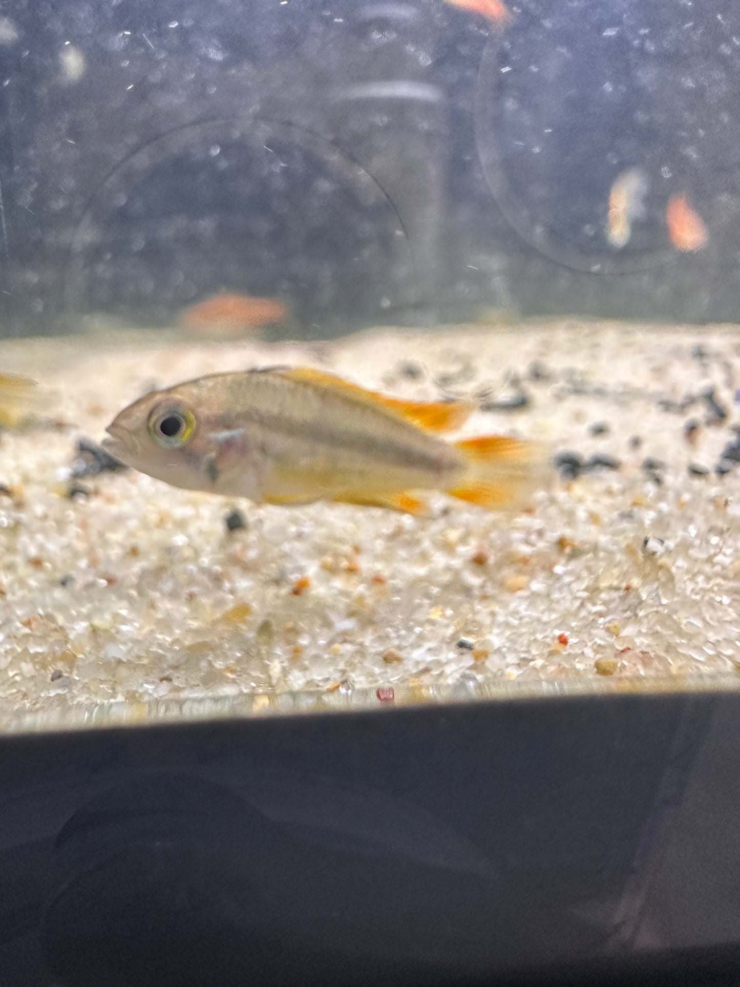 Apistograma Cockatoo Dwarf Mega Orange - MoonlightAquatics