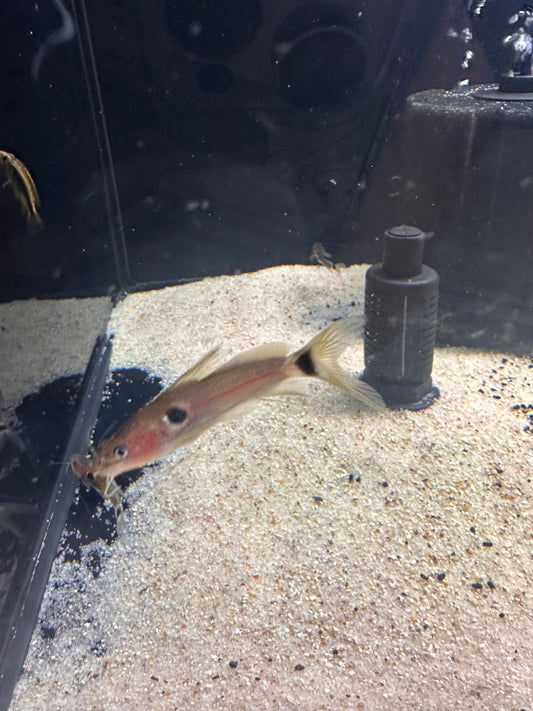 Two Spot Catfish (Mystus bimaculatus)