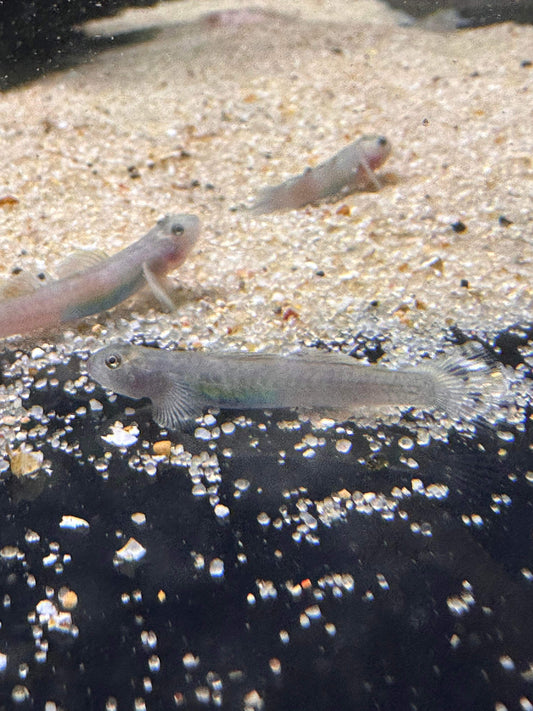 Green Belly Goby "Lentipes ikeae"
