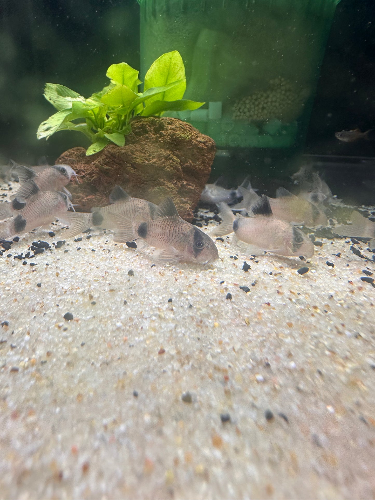 Panda Corydoras - MoonlightAquatics