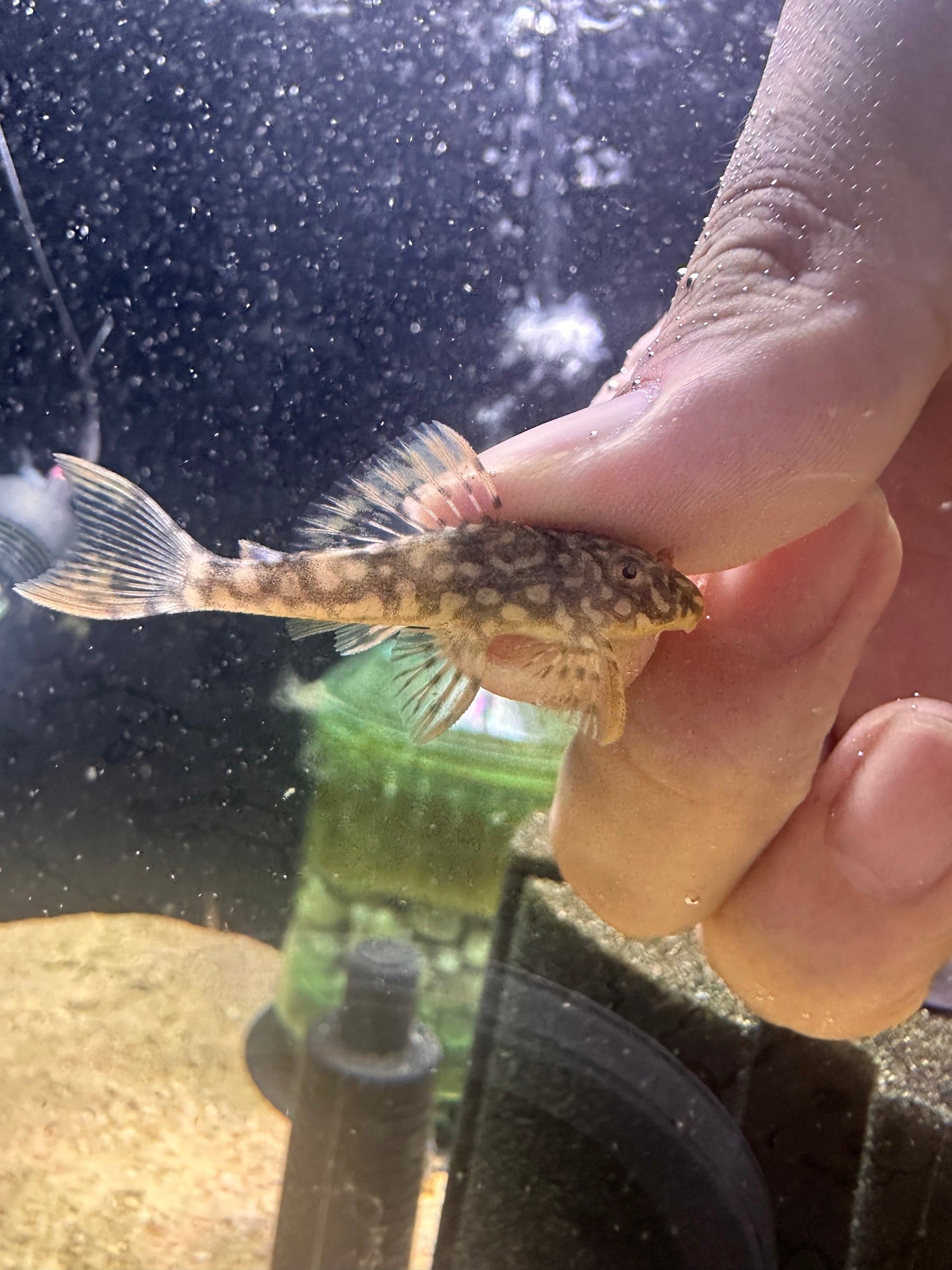 L14 Sunshine Pleco - MoonlightAquatics