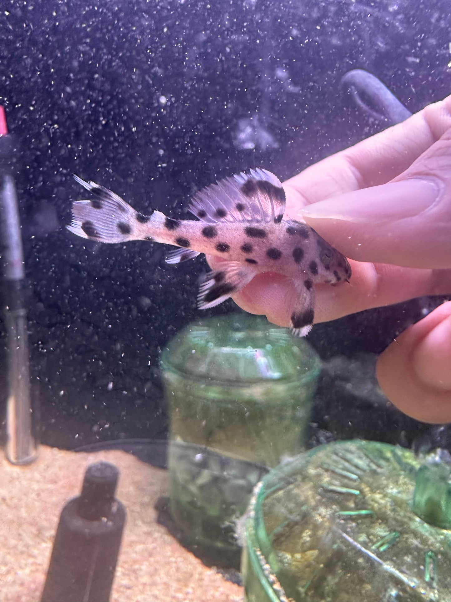 L264 Sultan Pleco - MoonlightAquatics