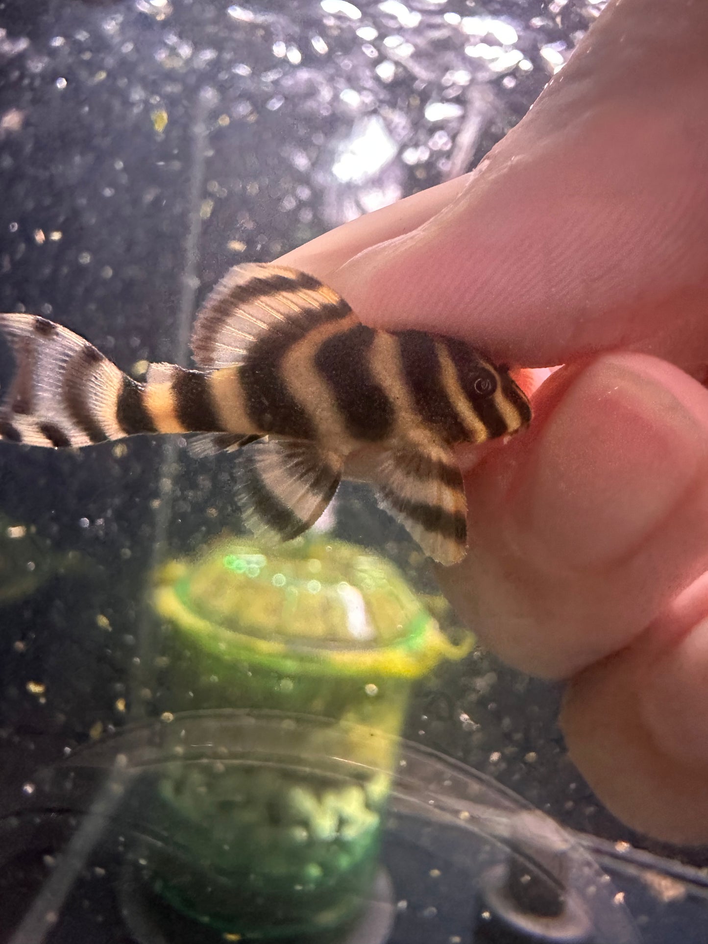 L080 Dwarf Peckoltia Pleco - MoonlightAquatics