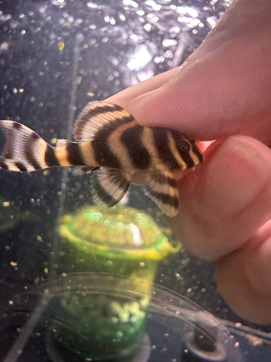 L080 Dwarf Peckoltia Pleco - MoonlightAquatics