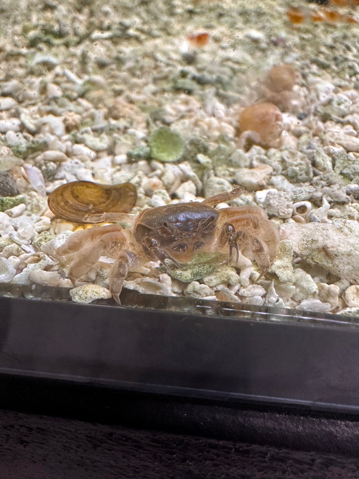Ghost Dwarf Crab (Potamocypoda Pugil) - MoonlightAquatics