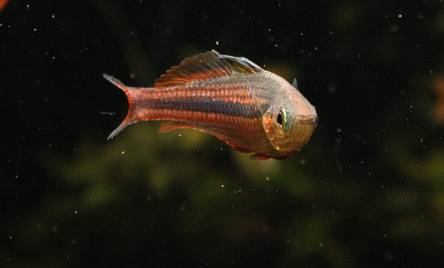 Melanotaenia Ogilbyi, Ogilby's Rainbowfish