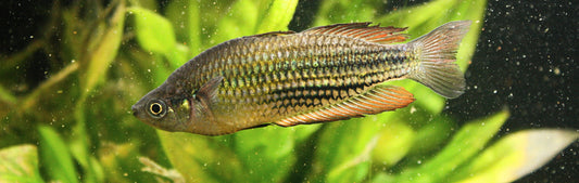Melanotaenia sp. "Running River" Rainbowfish