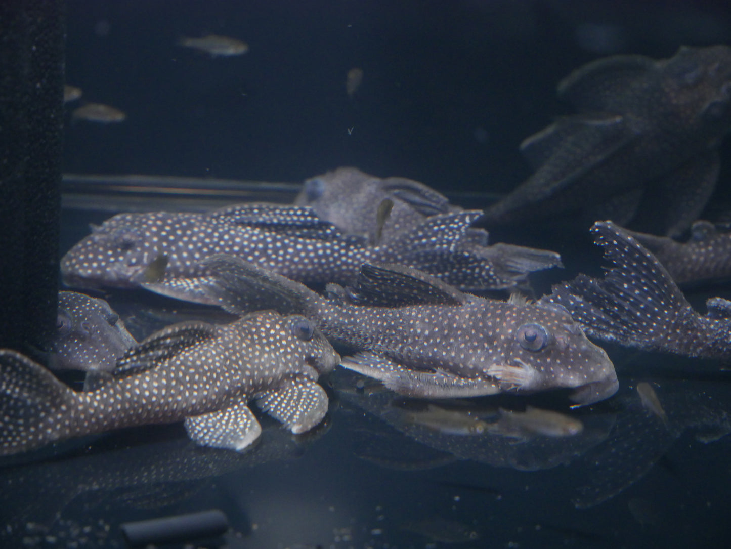 L136B Pleco - MoonlightAquatics