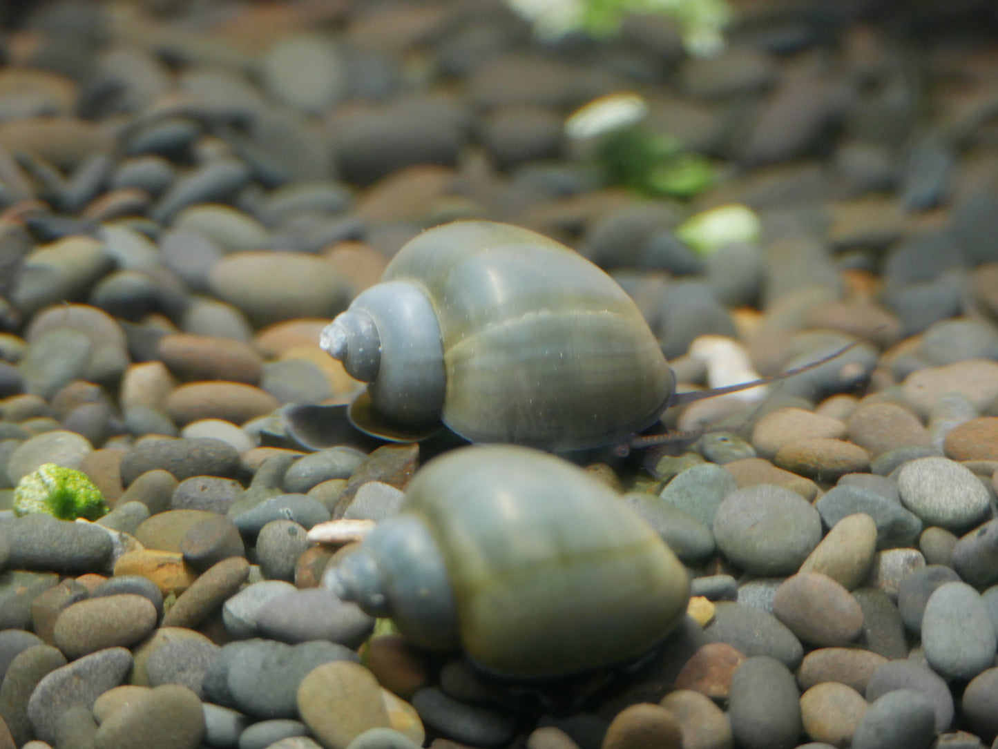 Blue Mystery Snail