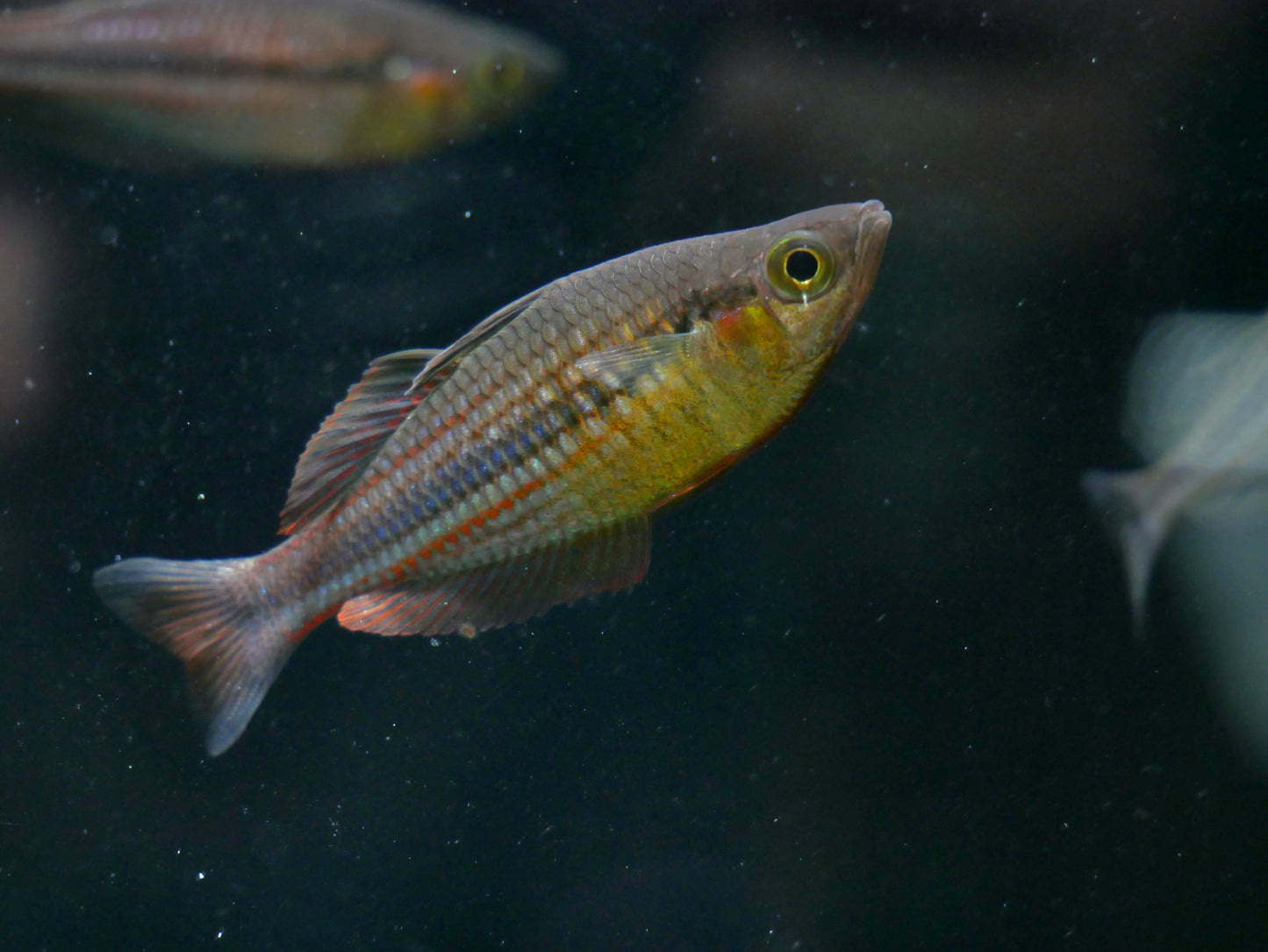 Melanotaenia Ogilbyi, Ogilby's Rainbowfish
