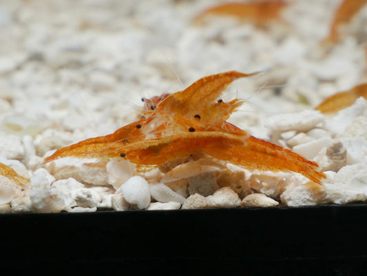 Orange Neo Shrimp