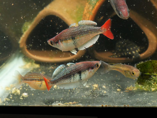 Melanotaenia spec.Kali Tawa Rainbowfish