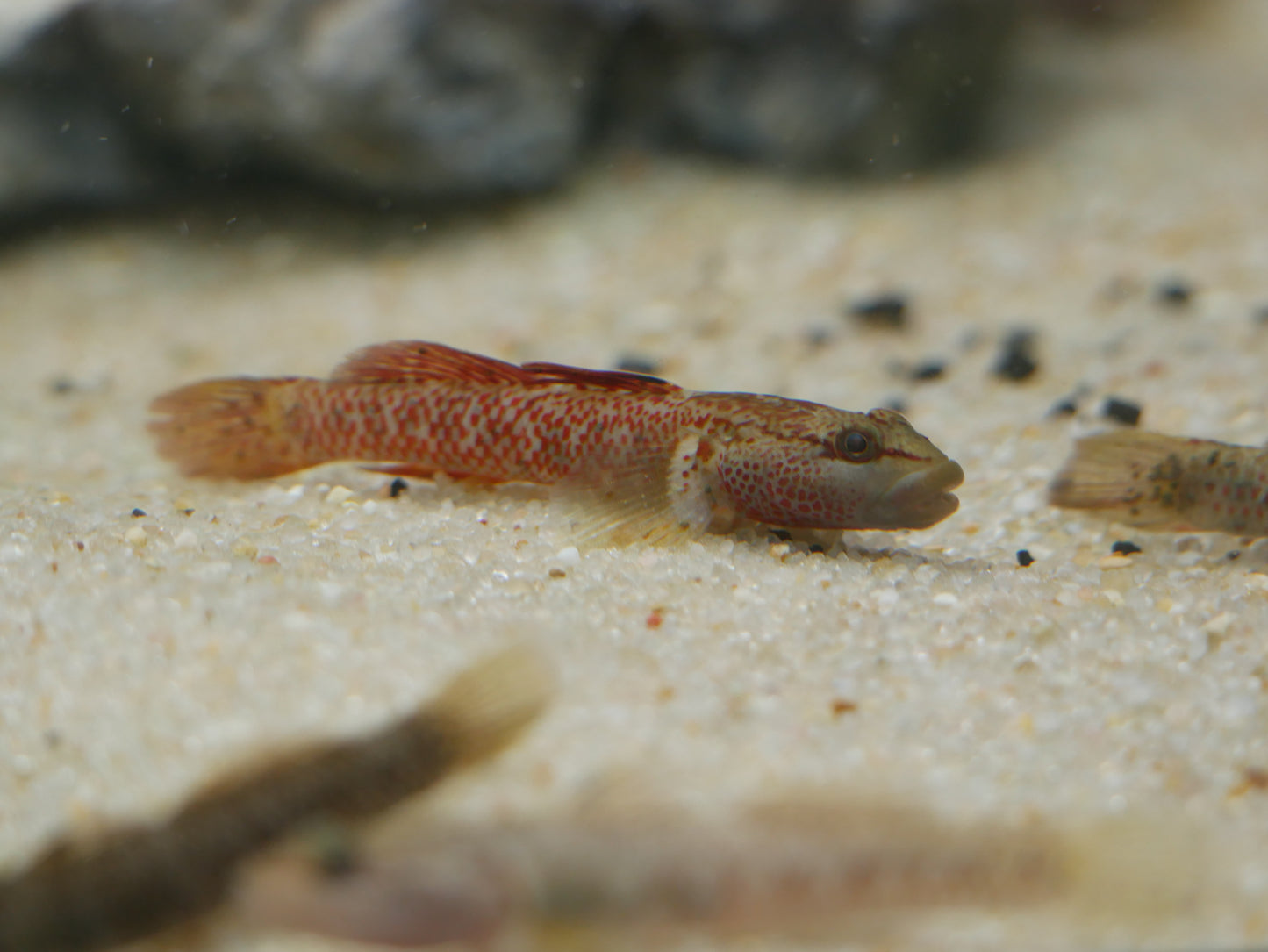 Rhinogobius sp.'The Star-Spangled Banner Goby'
