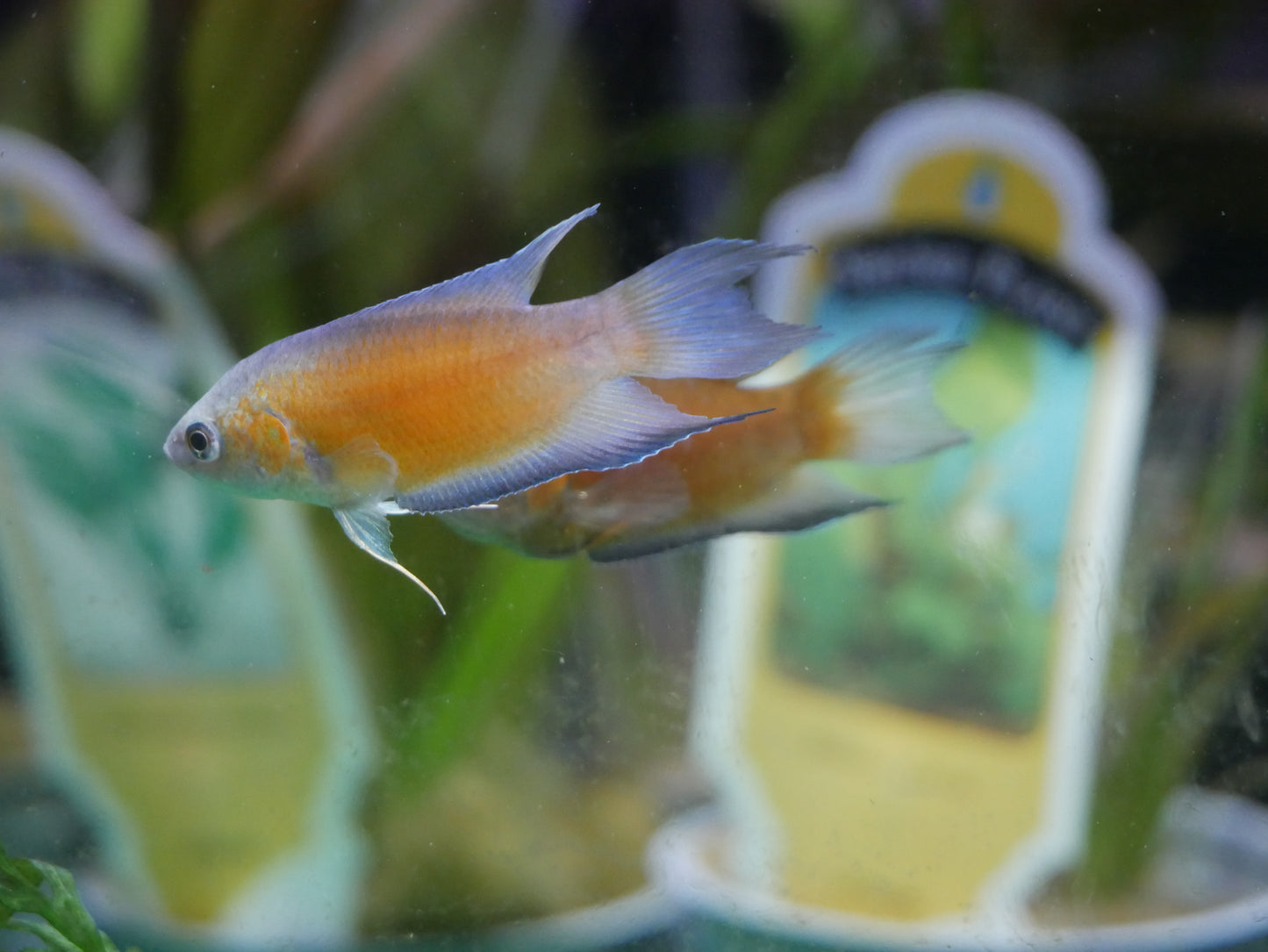 Blue Flame Paradise Gourami