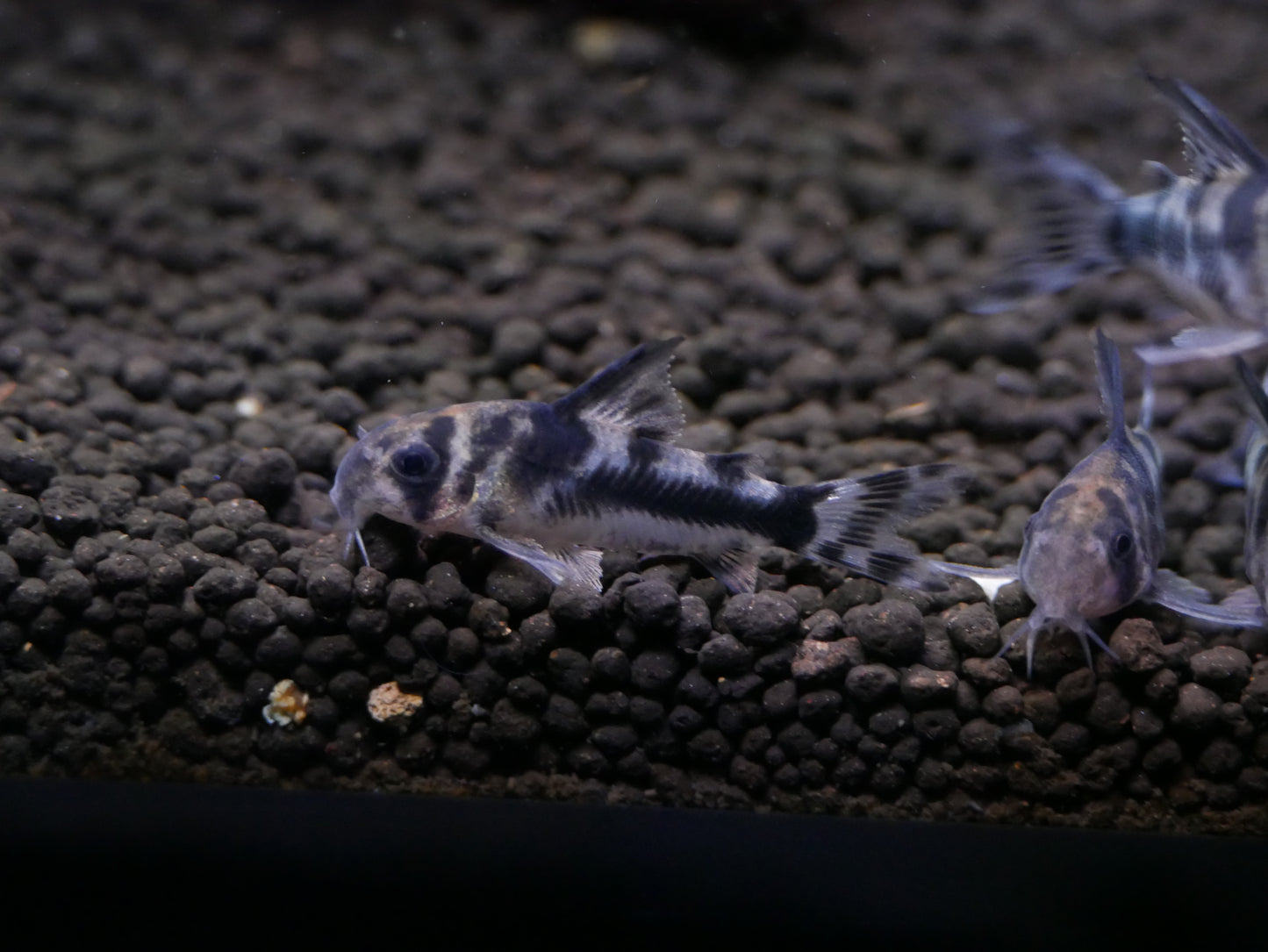 Bosemani Corydoras