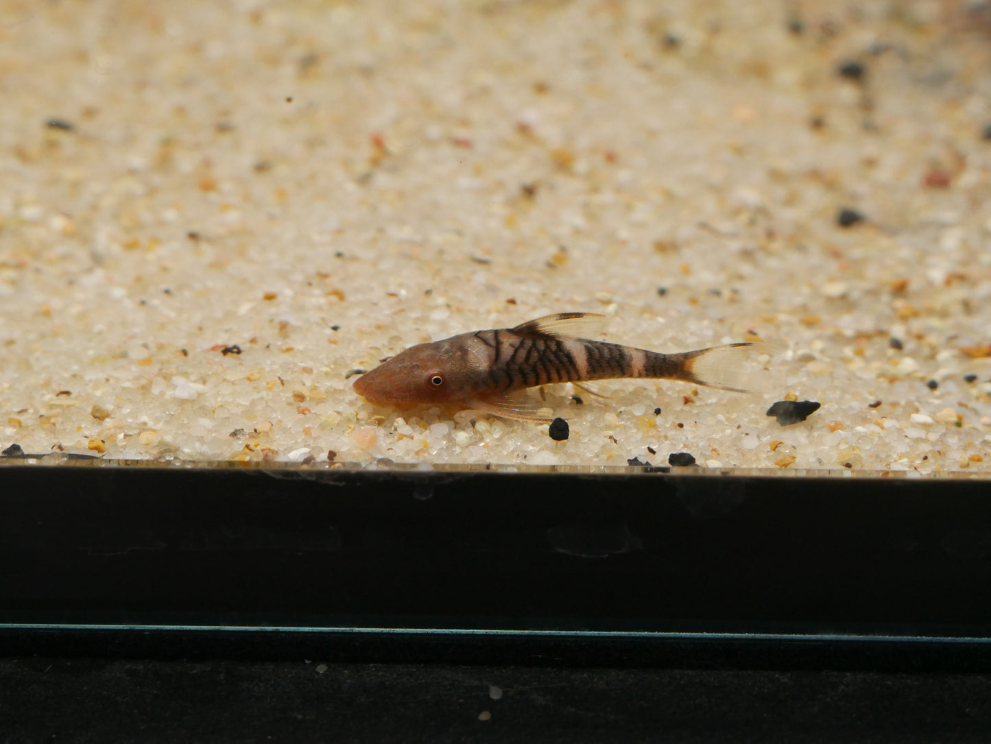 Orange Zebra Oto (Hypoptopoma sp. 'Peru Orange')