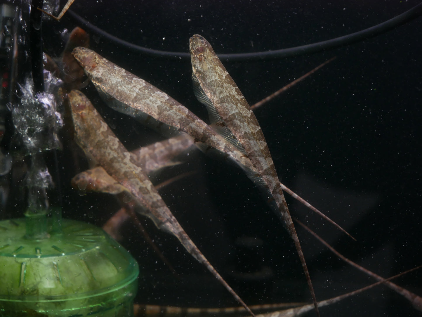 Saw Knife Fish "Steatogenys Elegans"