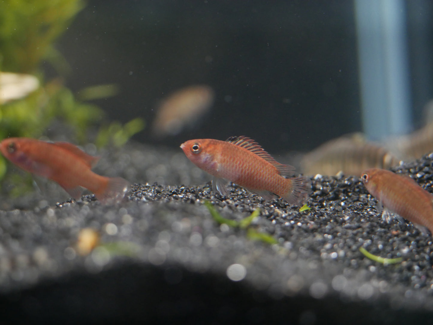 Red Melon Badis (Dario hysginon)