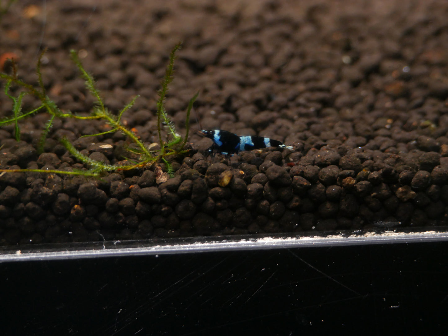 Shadow Panda Cardina Shrimp