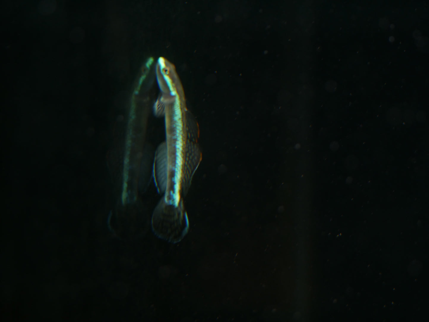 Eletric Blue Neon Goby (stiphodon atropurpureus)