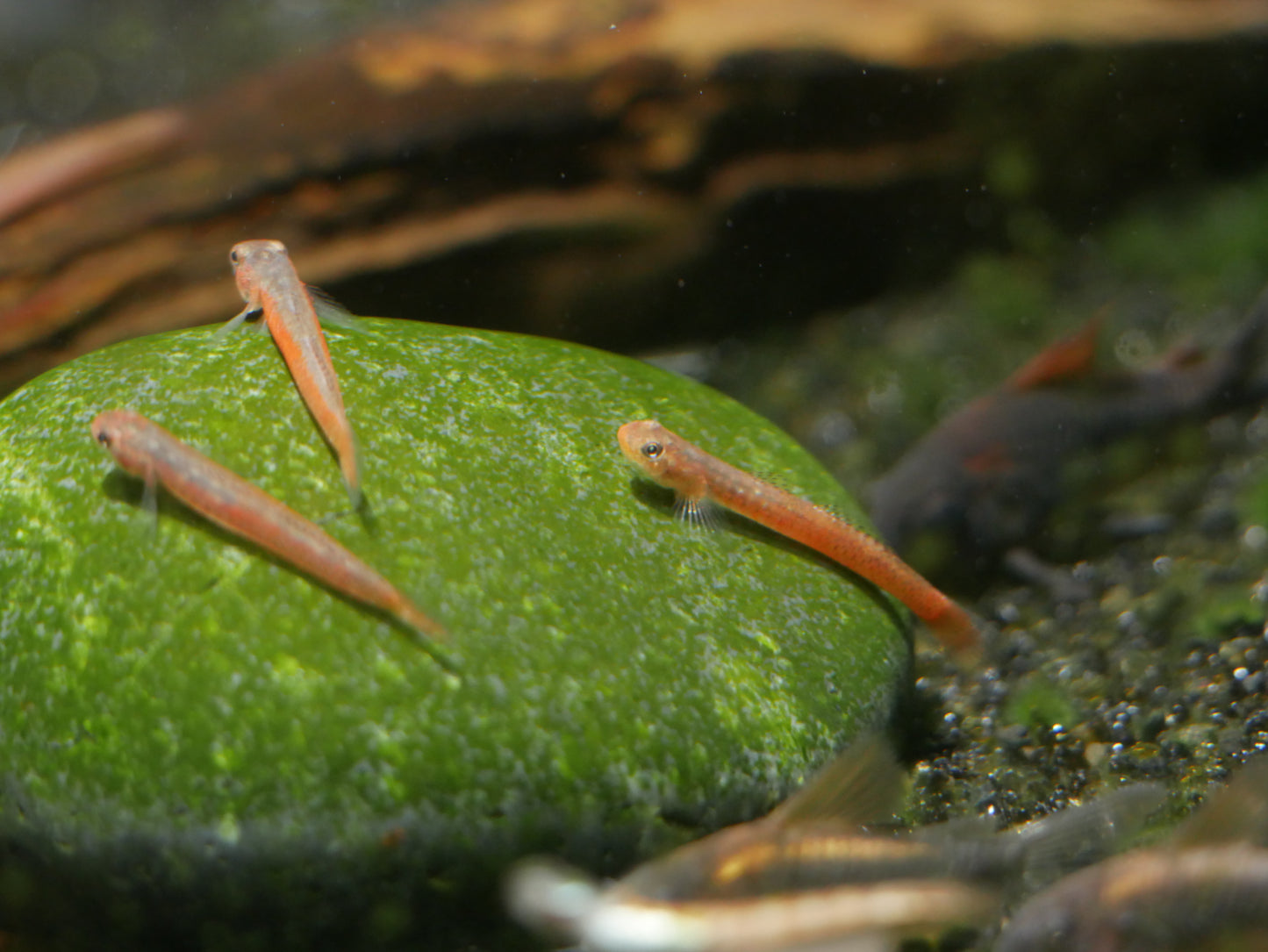 Birdsong Goby (Stiphodon Surrufus)