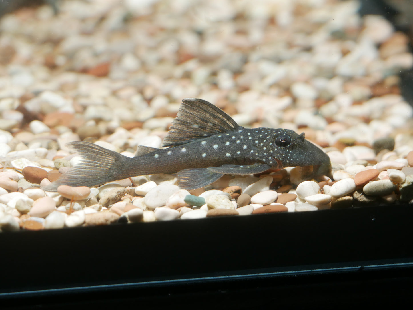 L128 Blue Phantom Pleco (Hemiancistrus sp. L128)