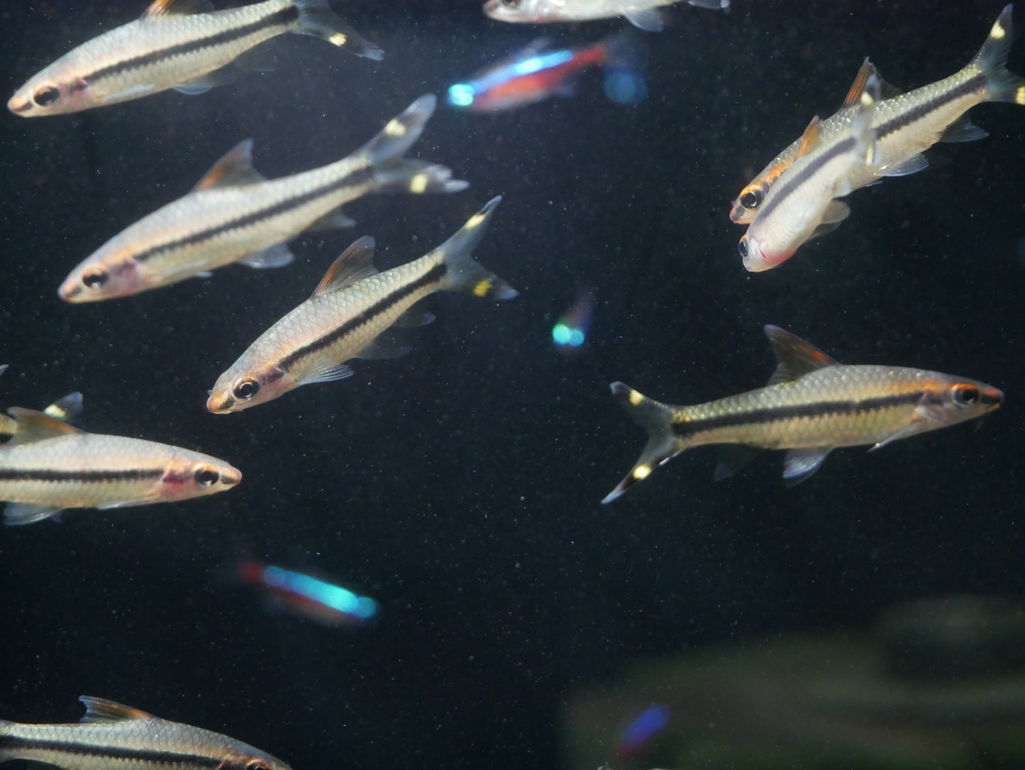 Roseline Shark/ Dension Barb (Sahyadria denisonii) - MoonlightAquatics