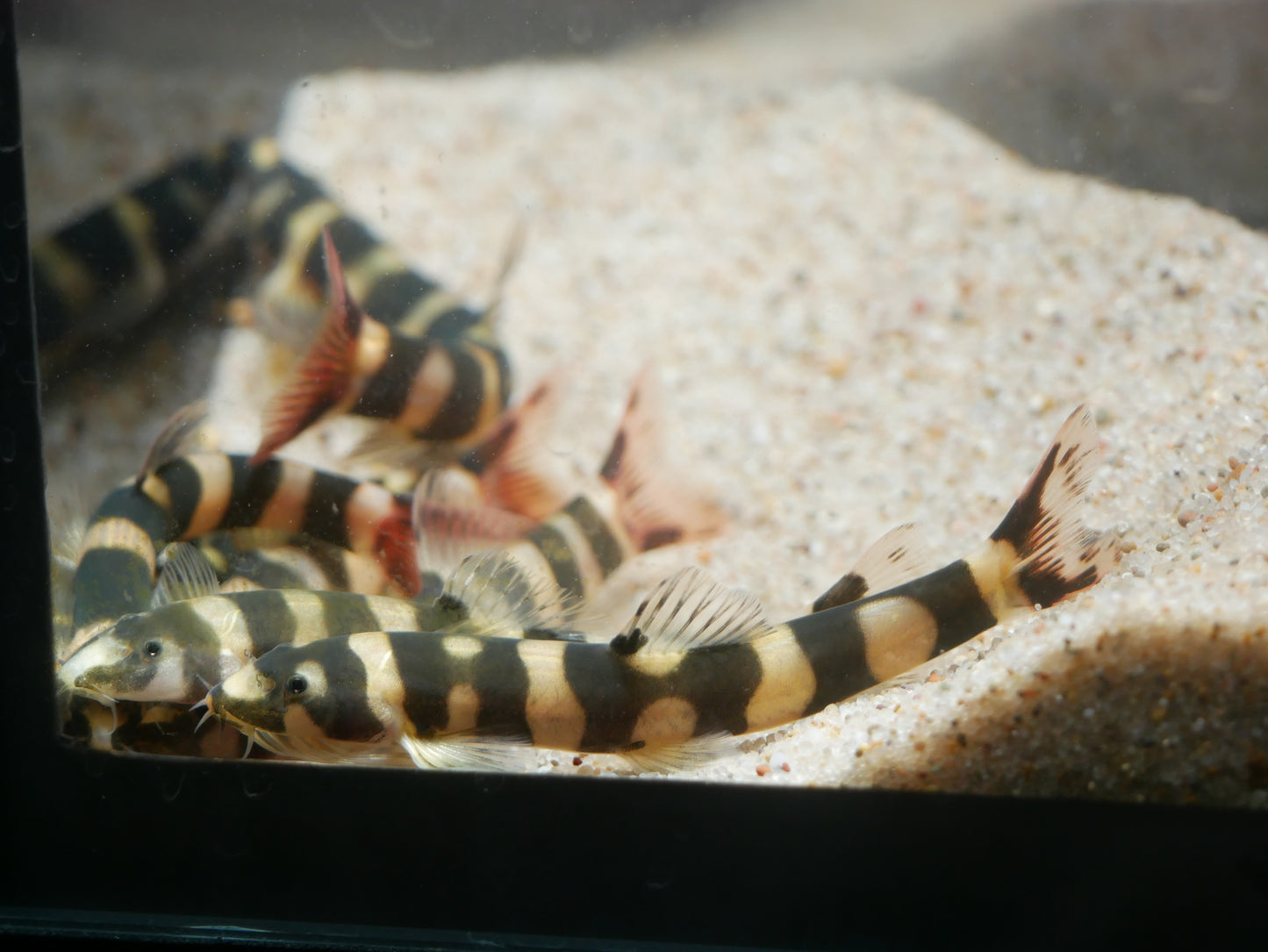 Barito Loach "Kapuasia falaris" - MoonlightAquatics