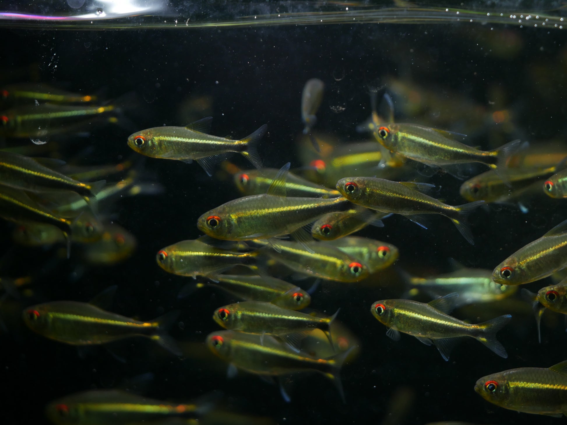 Purple Tetra (Hyphessobrycon metae) - MoonlightAquatics